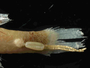 FMNH_97195_Apogon townsendi_left lateral view_closeup of parasite_FZ